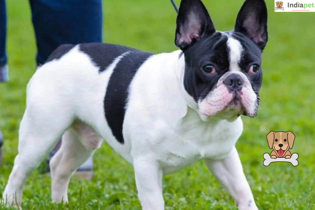 TOP 10 Best Dog Breeds For Small Homes [UPDATED2025]