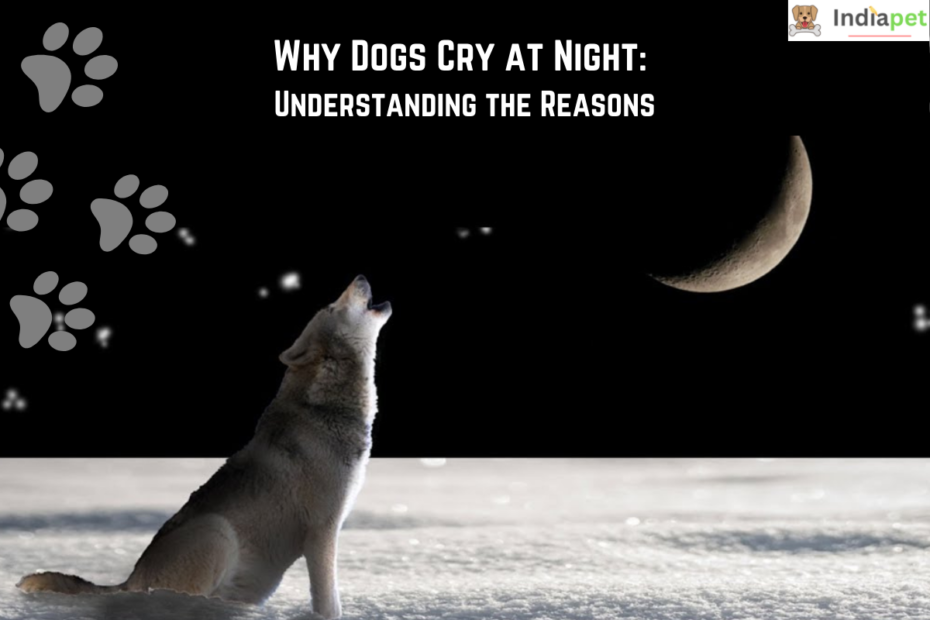 Why Dogs Cry at Night : Understanding the Reasons