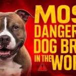 What is the Most dangerous Dog Breed in the world