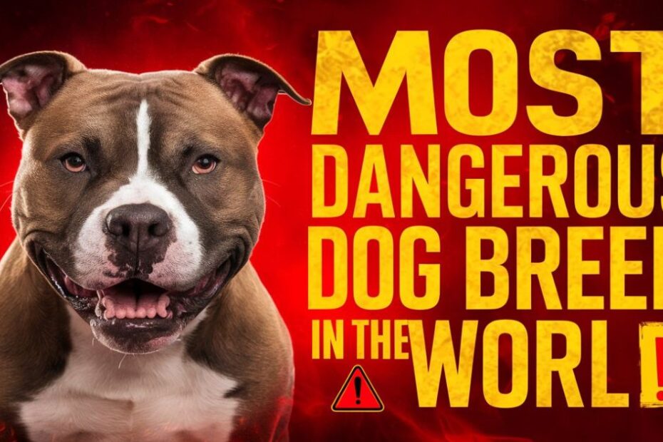 What is the Most dangerous Dog Breed in the world