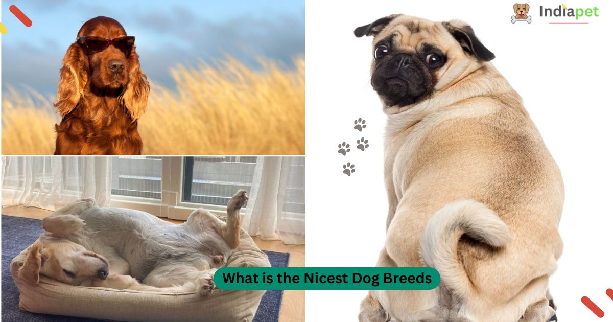 What is the Nicest Dog Breeds