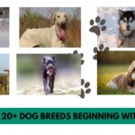 TOP 20+ Dog Breeds beginning with C