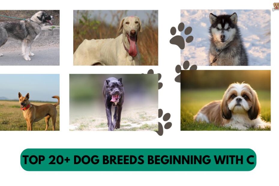 TOP 20+ Dog Breeds beginning with C