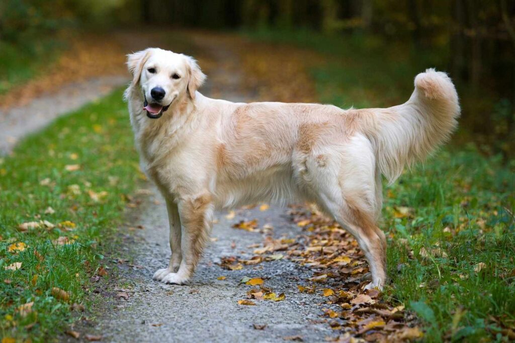 10 Dog Breeds That Are Famous For Their Smiles