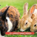 largest rabbit breeds in the world