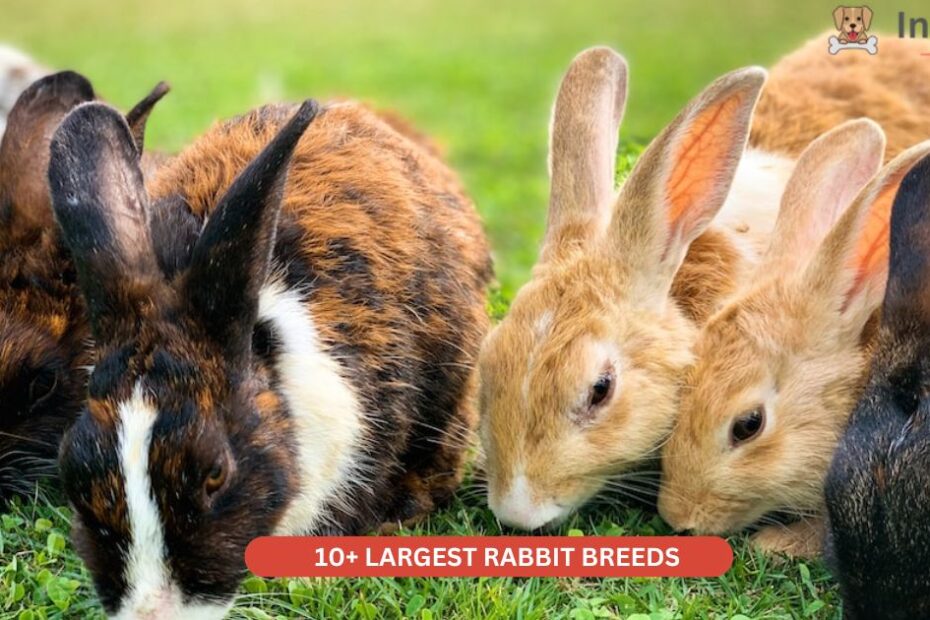 largest rabbit breeds in the world