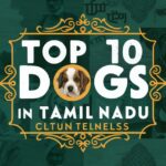 top 10 dogs in tamil nadu