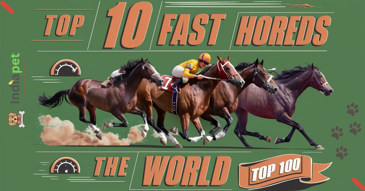 top 10 fastest horse in the world