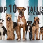 top 10 tallest dog breeds