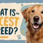 what is the nicest dog breed