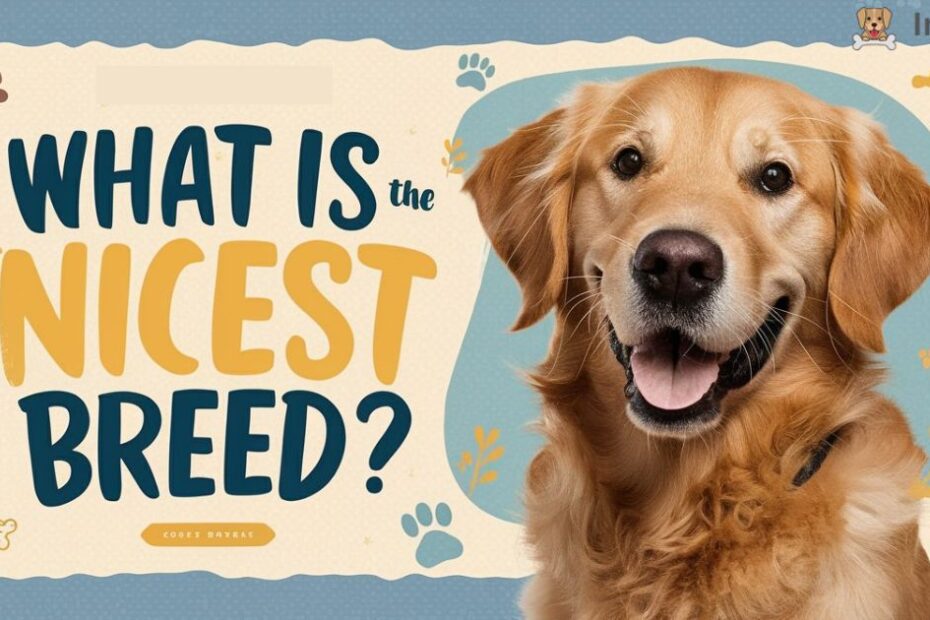 what is the nicest dog breed