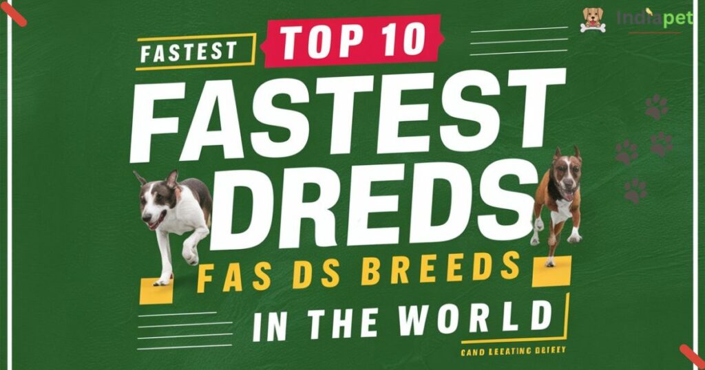 whats the fastest dog breed 10