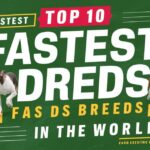 whats the fastest dog breed 10