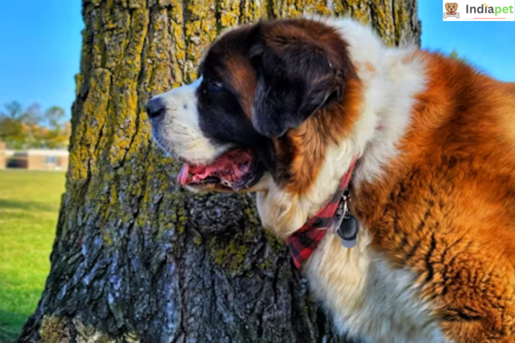 Saint Bernard