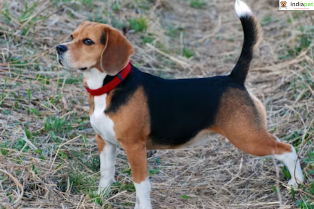 Beagle