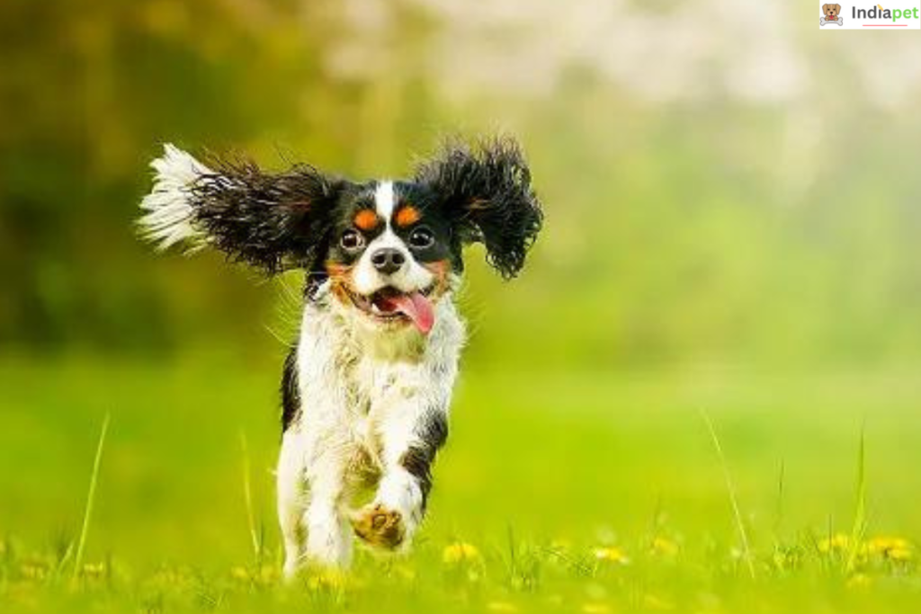 Cavalier King Charles Spaniel