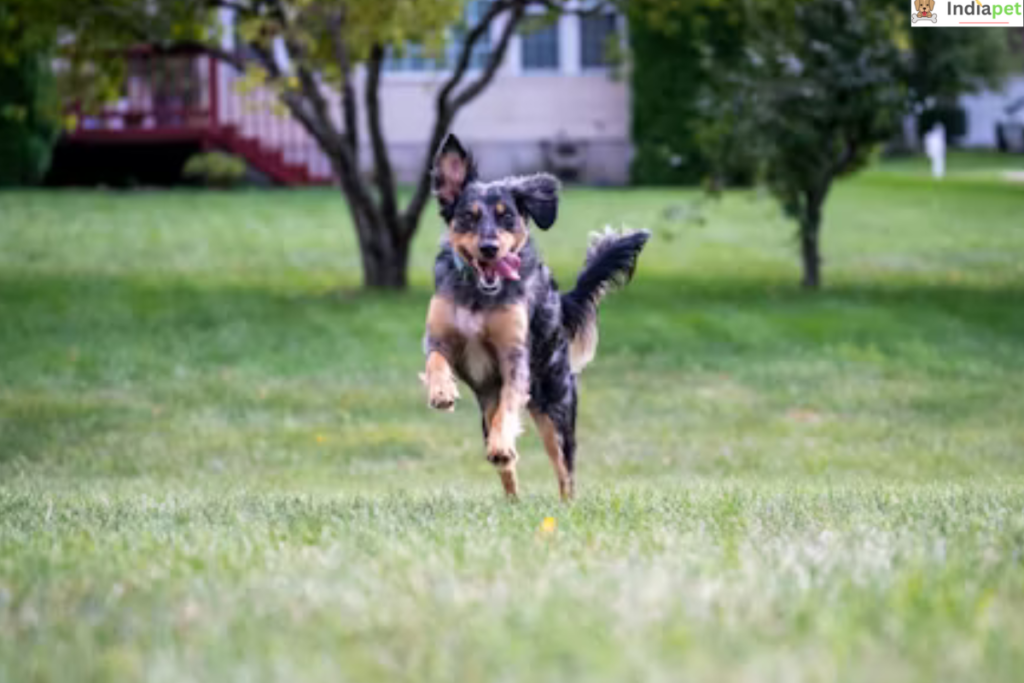 Australian Shepherd