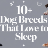 "10 dog breeds that love to sleep, including Basset Hound, Cavalier King Charles Spaniel, and English Bulldog"