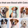 Dog Breeds that Are good With Cats