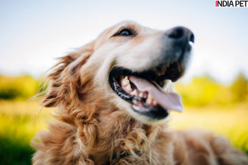 Recover Tick Fever in Dogs