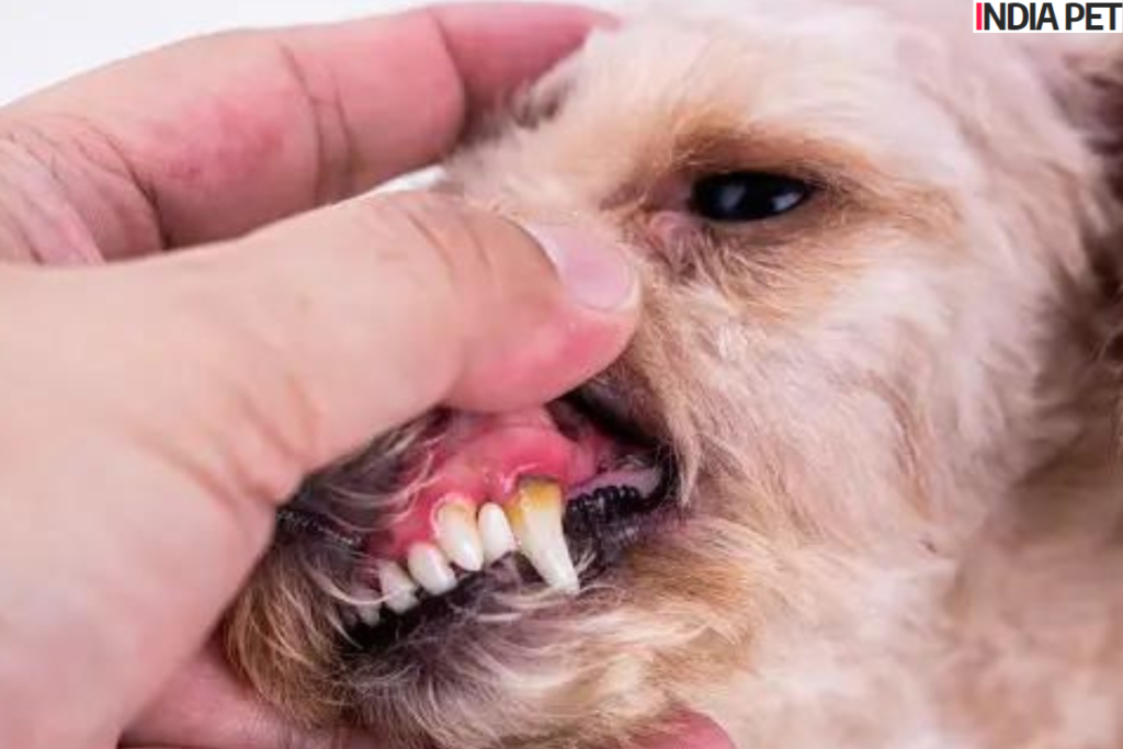 how to prevent Tick Fever in Dogs