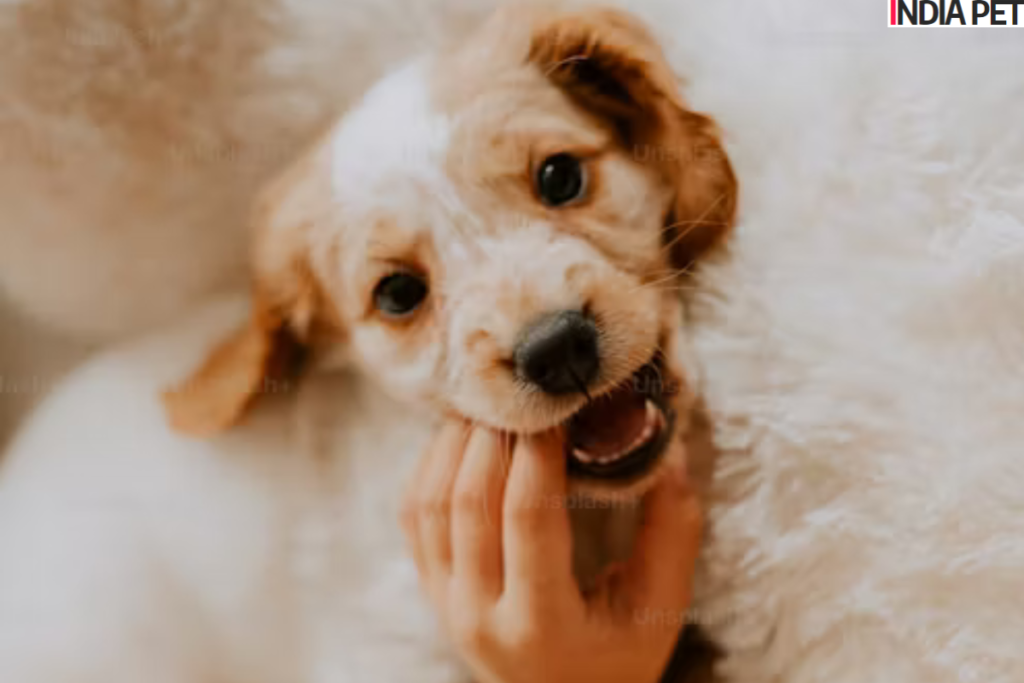 5 Effective Techniques to Stop Your Puppy from Biting You