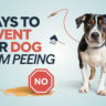 6 Ways How to Prevent your Dog from Peeing in the House