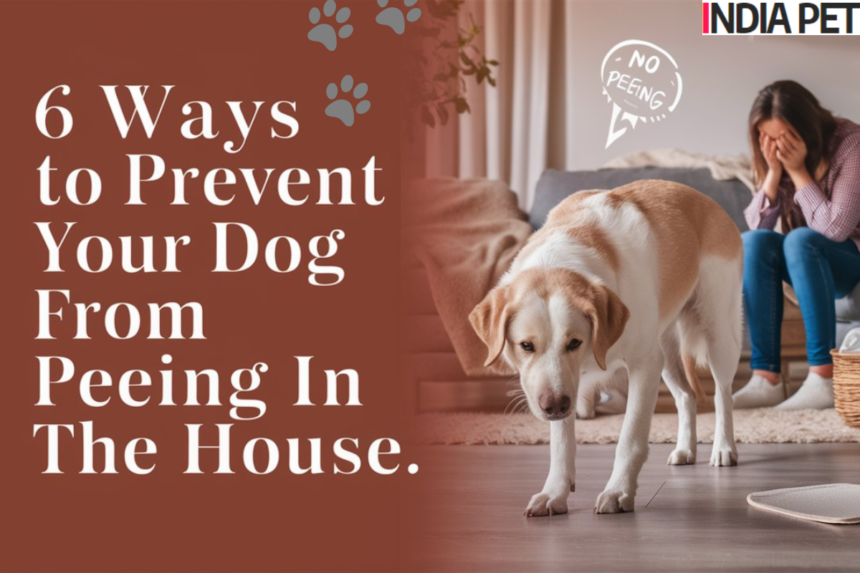 6 Ways to Prevent Your Dog from Peeing in the House