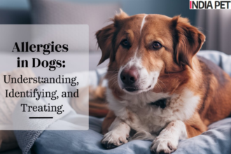 Allergies in Dogs Understanding, Identifying, and Treating