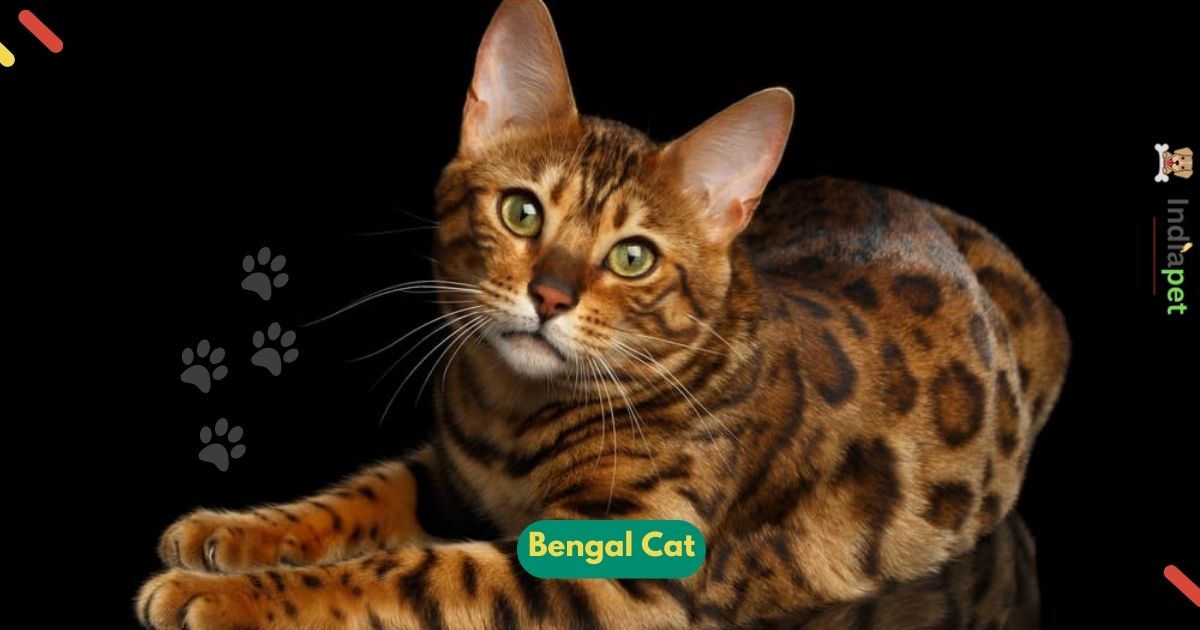 Bengal Cat