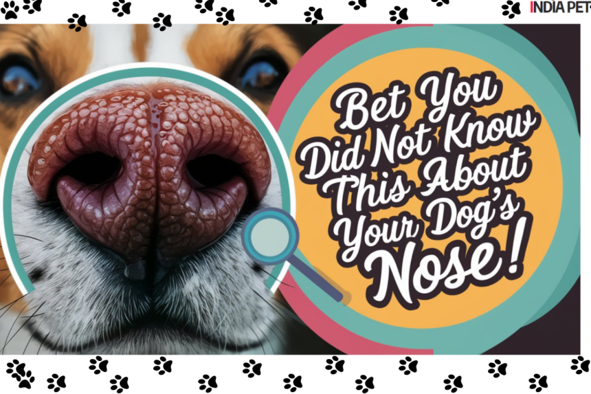 Bet You Did Not Know This About Your Dog's Nose!