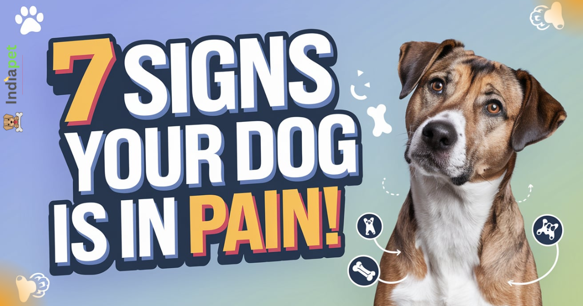 7 Common Indications That Your Dog Is Actually In Pain