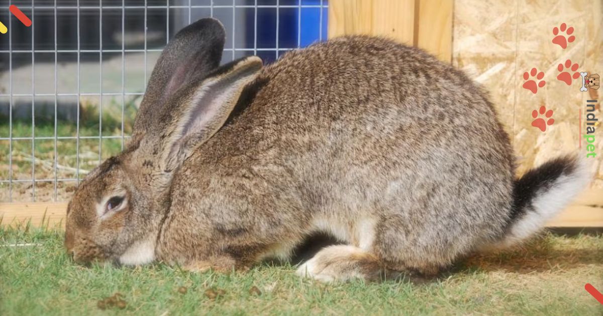 Meat rabbit Breeds