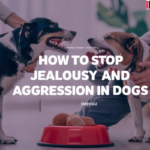 How to Stop Jealousy and Aggression in Dogs