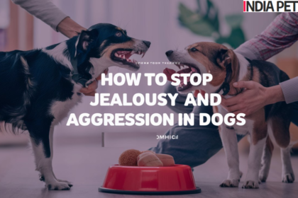 How to Stop Jealousy and Aggression in Dogs