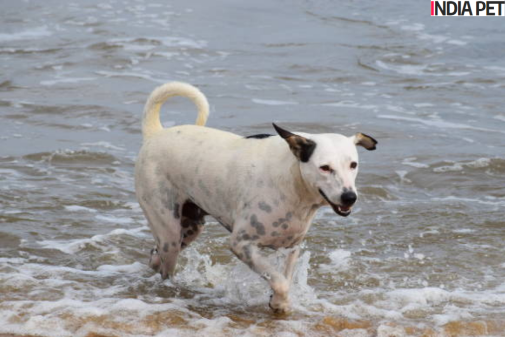  happy and relaxed dog