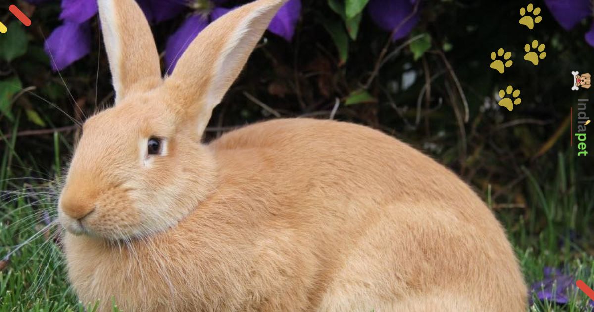 Top 10 Meat rabbit Breeds [Update 2024] India Pet