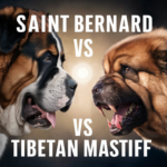 Saint Bernard vs Tibetan Mastiff