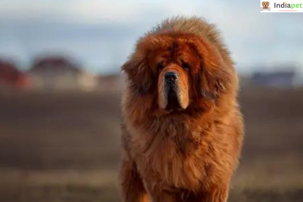 Tibetan Mastiff