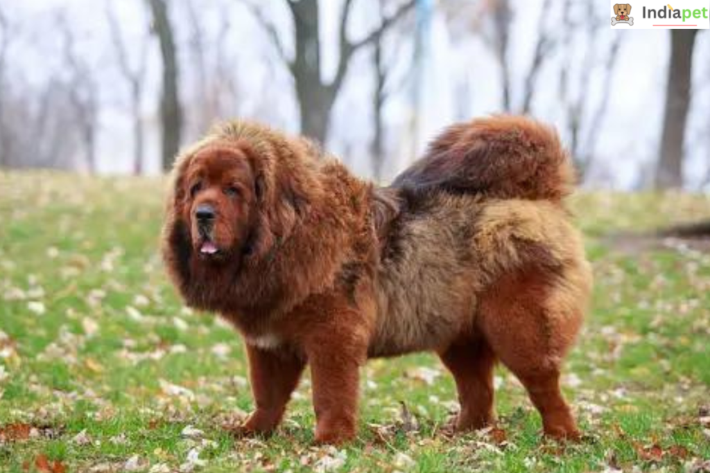 Tibetan Mastiff