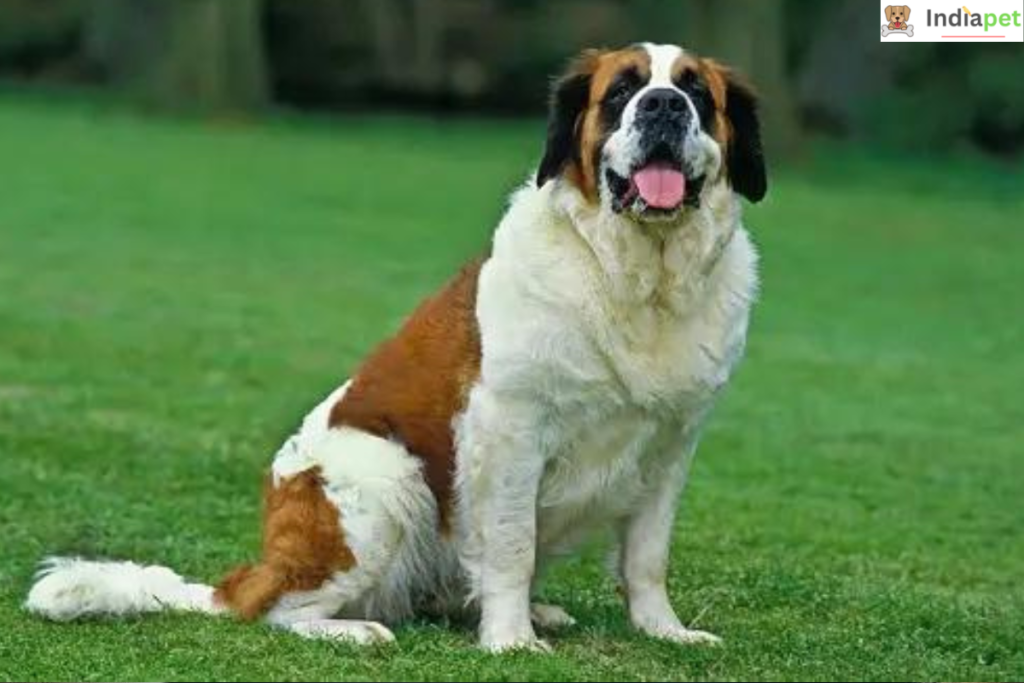 Saint Bernard