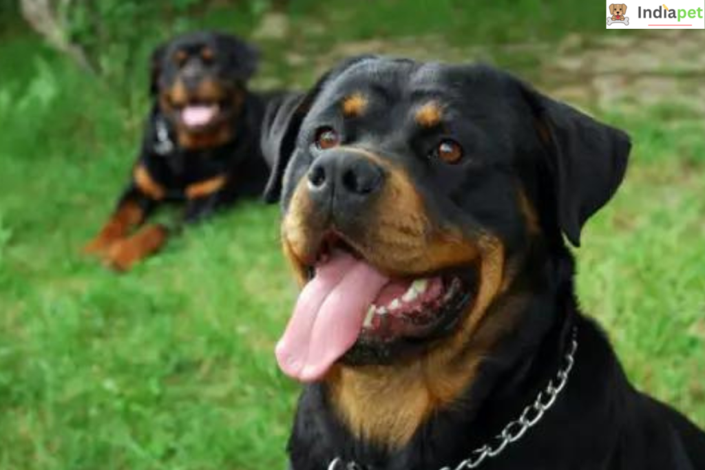 Rottweiler