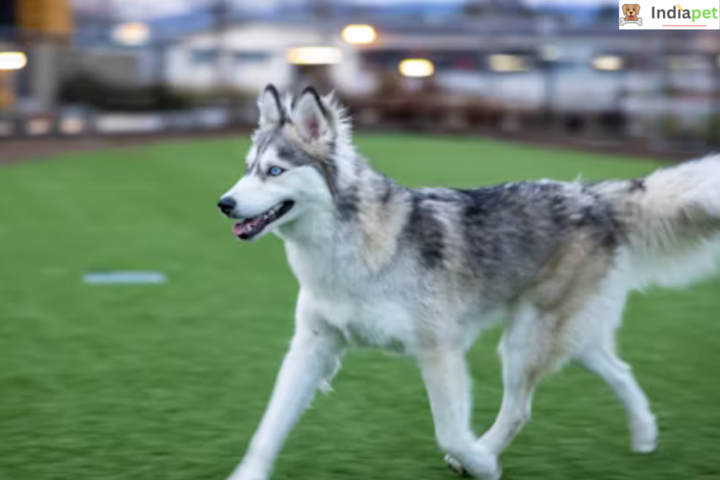 Siberian Husky 