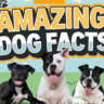 Amazing DOG FACTS