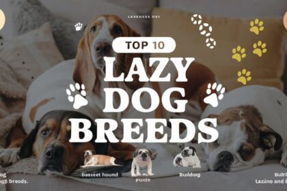 Top 10 Lazy Dog Breeds