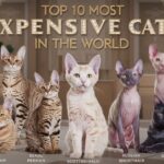 Top 10 Most Expensive Cats in the world