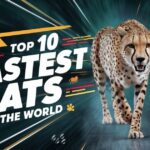 Top 10 fastest Cats in the World