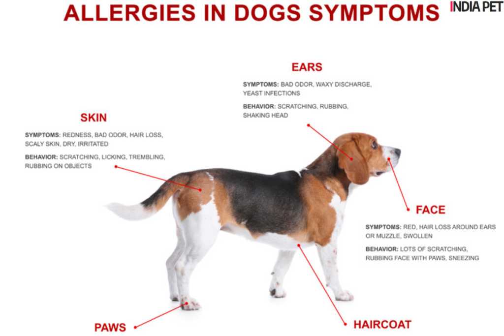 Types of Allergies in Dogs