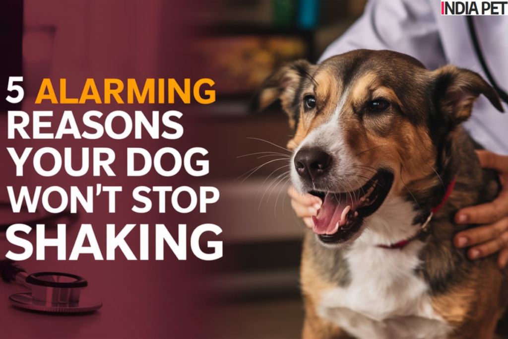 5 Alarming Reasons Your Dog Won't Stop Shaking