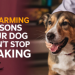 5 Alarming Reasons Your Dog Won't Stop Shaking